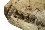 Fossil Hyaenodon Skull - South Dakota #314720-8